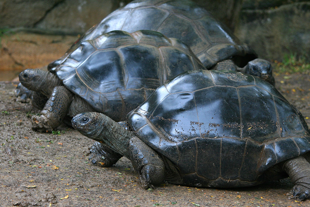 Aldabra Tortoise