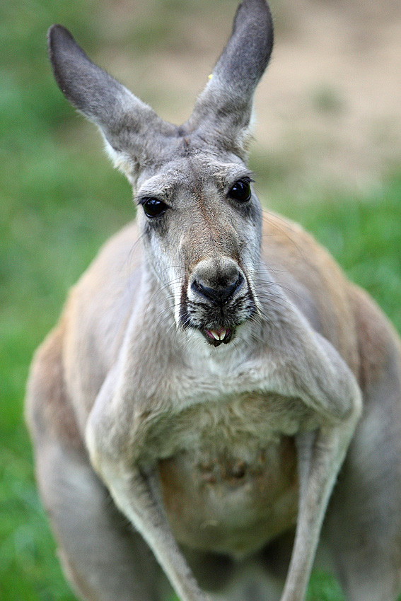 Mr. Roo