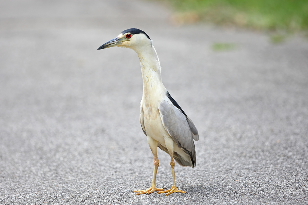 A Black Crowned Night Heron