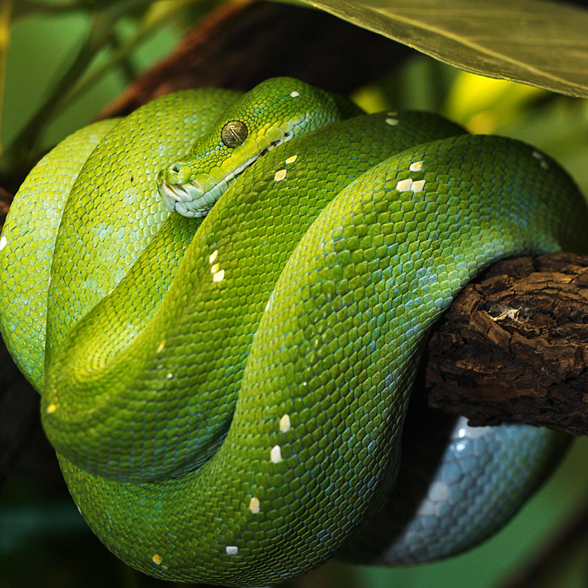 Green Tree Python