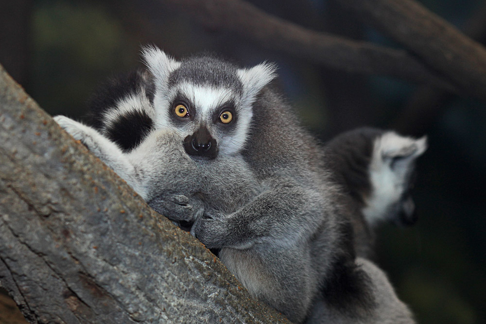 Ring Tailed Lemur