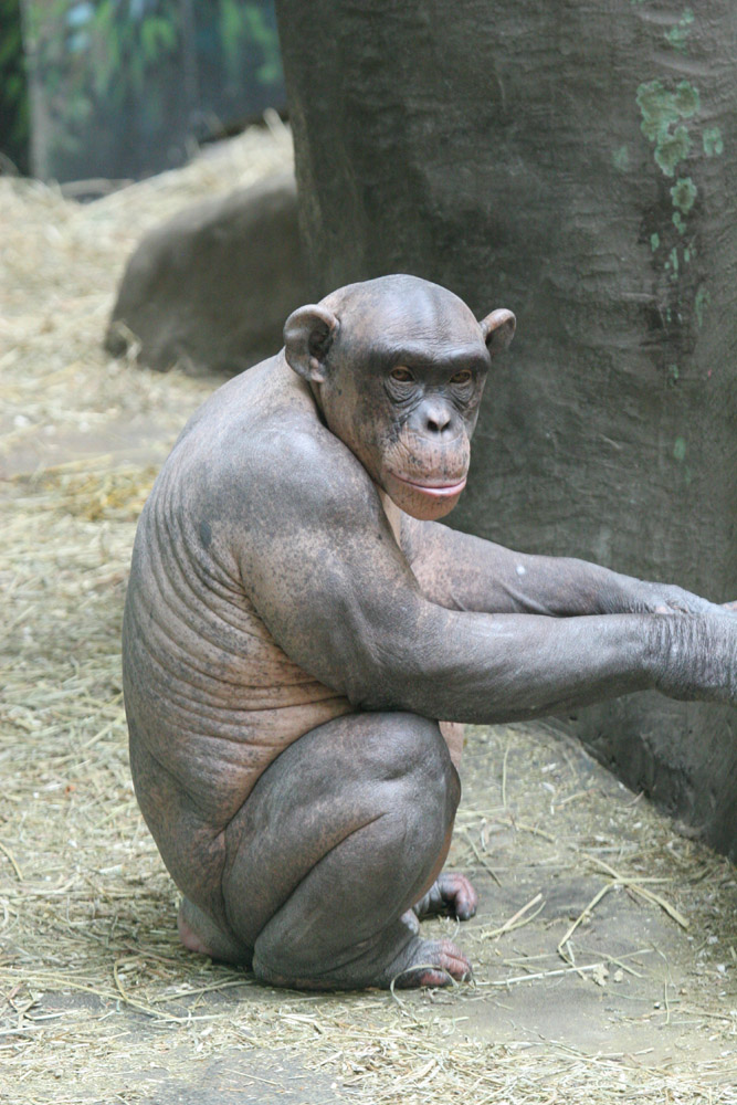 The naked chimp