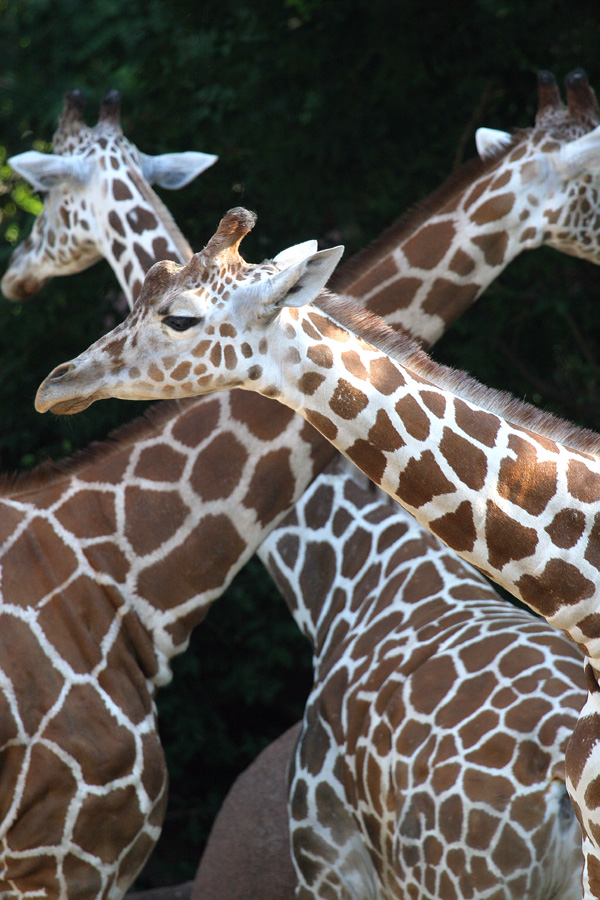 Three long necks