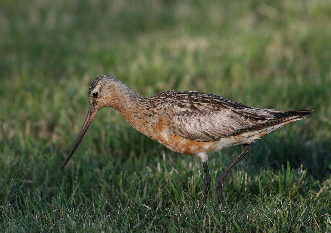 Bar-tailed Godwit (Limosa lapponica)