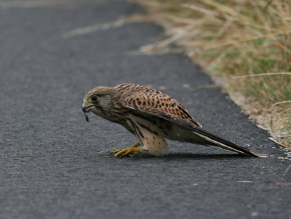 Kestrel  (Falco tinnunculus)