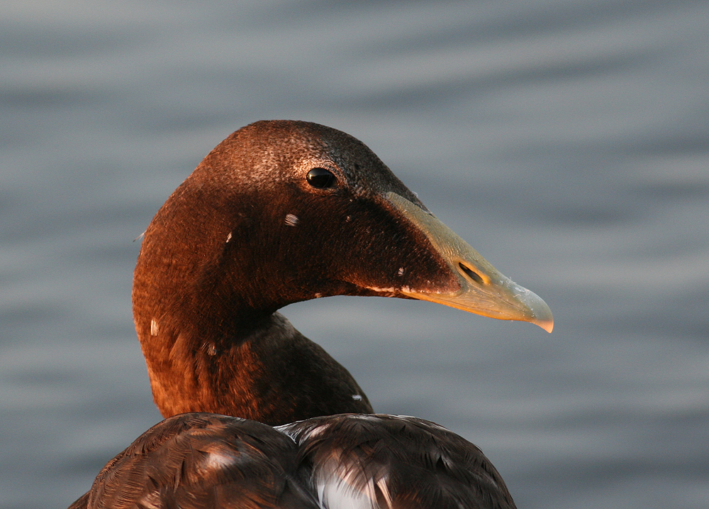 Common Eider (Somateria mollissima) - ejder