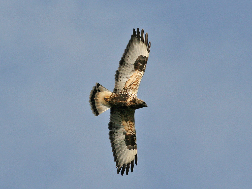 Rough-legged Buzzard (Buteo lagopus)