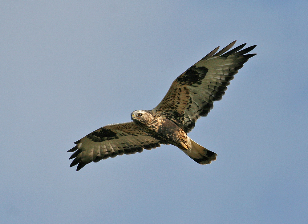 Rough-legged Buzzard (Buteo lagopus)