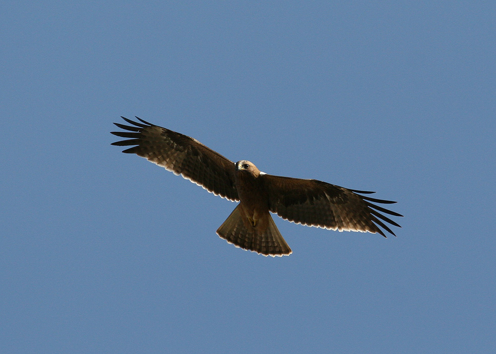 Booted Eagle (Hireaaetus pennatus)
