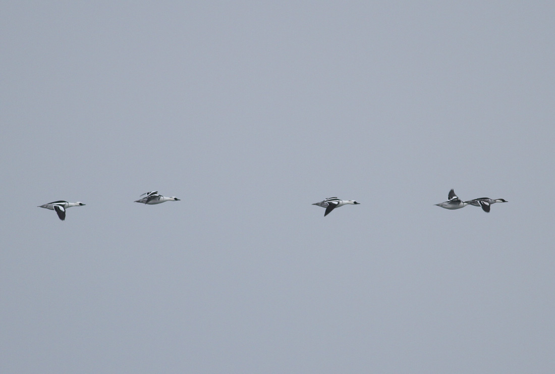 Smew (Mergus albellus)