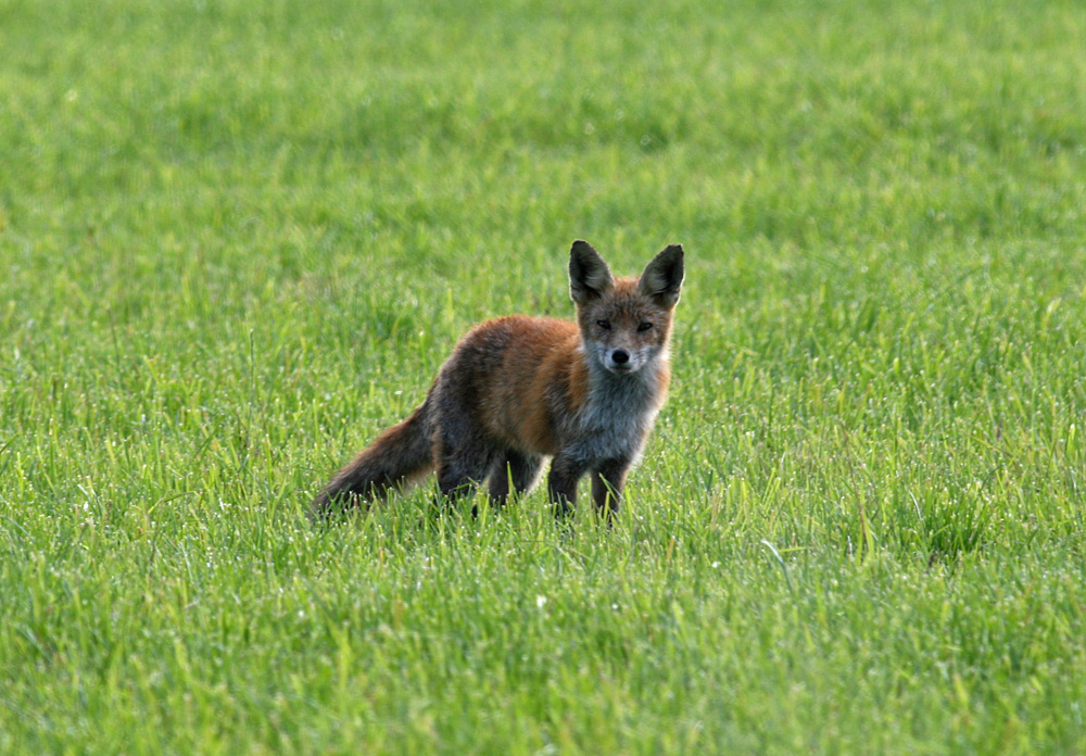 Red Fox (Vulpes vulpes) - rv