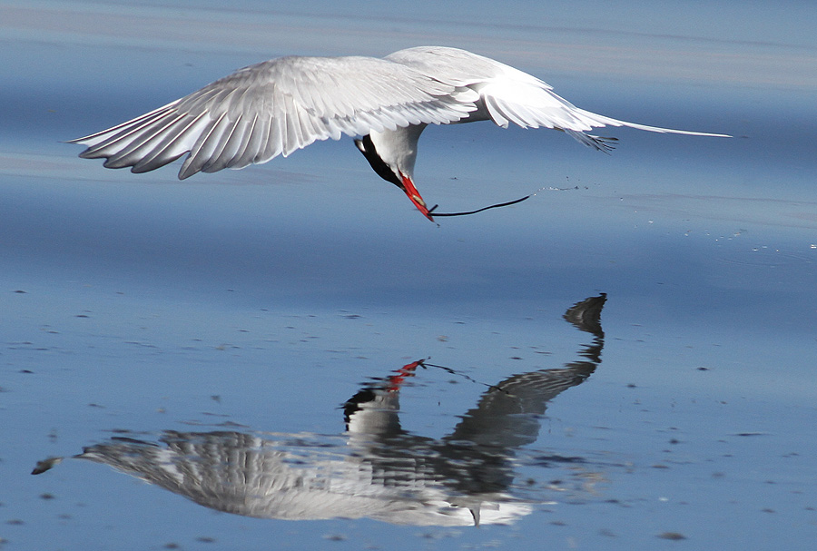 Arctic Tern (Sterna paradisaea) - silvertrna