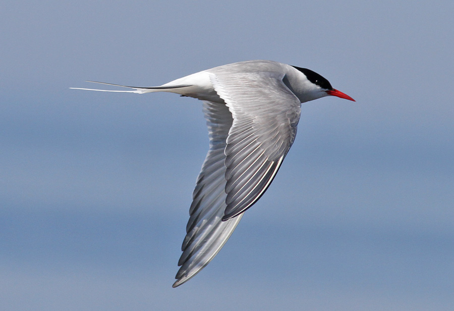 Arctic Tern (Sterna paradisaea) - silvertrna