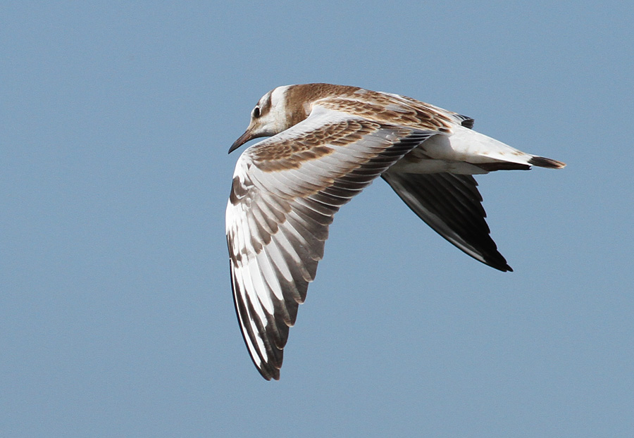 Black-headed Gull (Larus ridibundus) - skrattms