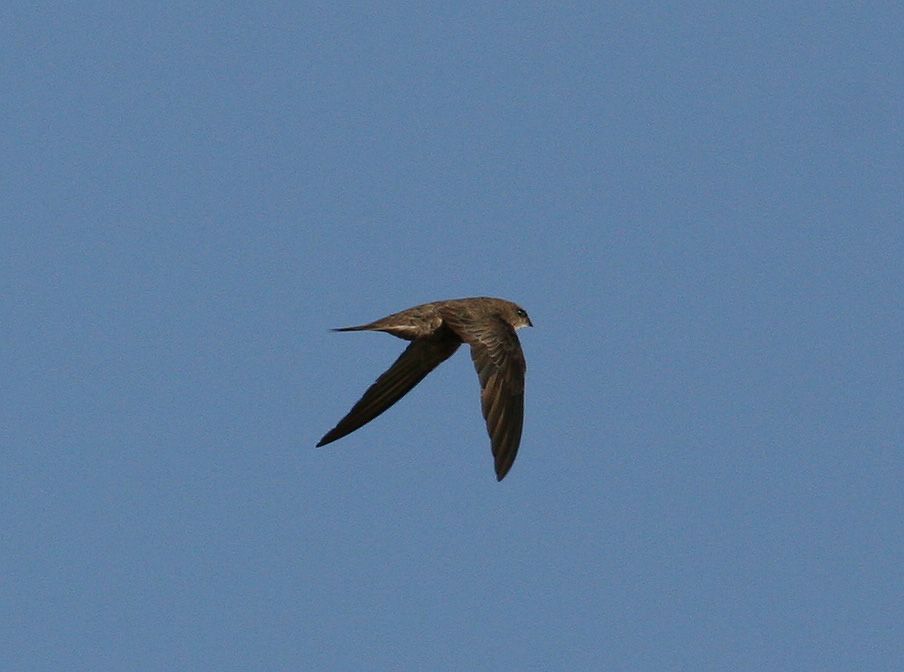 Forbes-Watsons Swift (Apus berliozi) - Somaliseglare