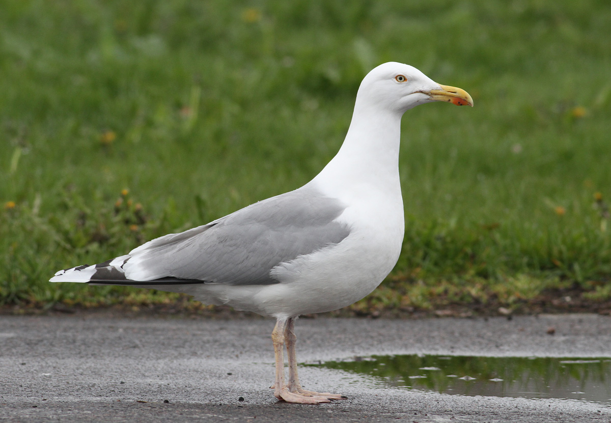 Herring Gull (Larus argentatus) - grtrut