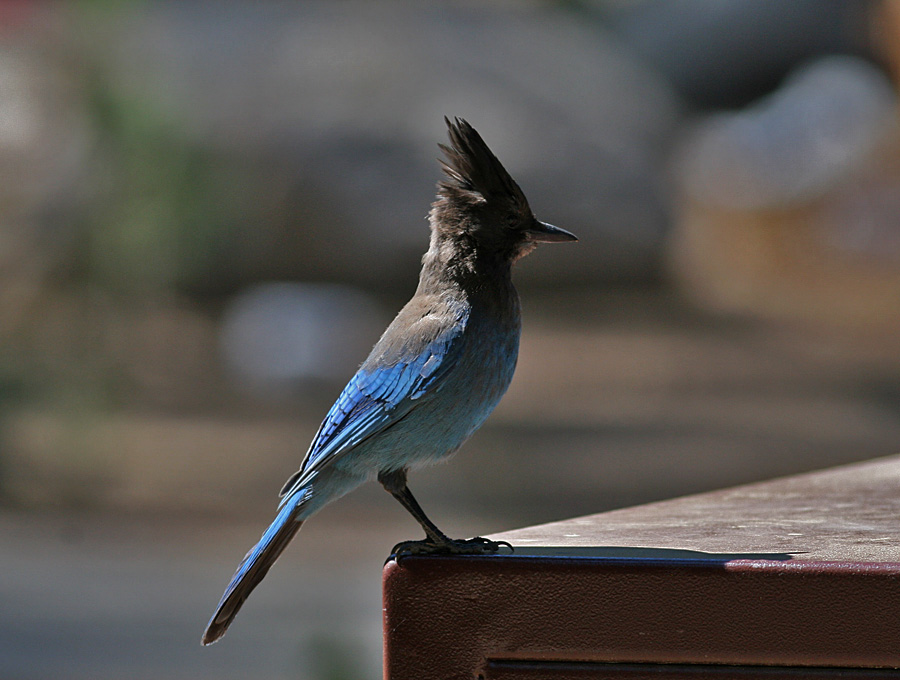 Stellers Jay (Cyanocitta stelleri)