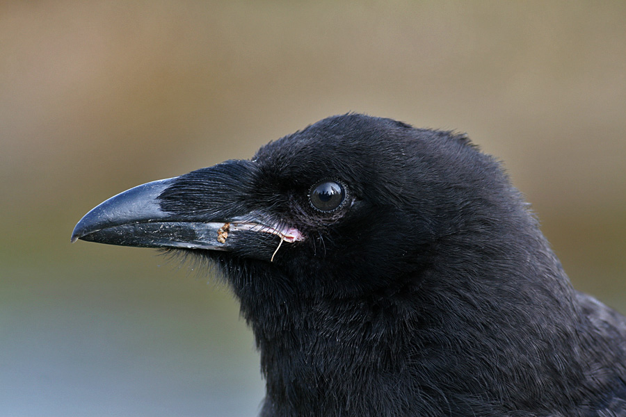 Raven (Corvus corax) - korp