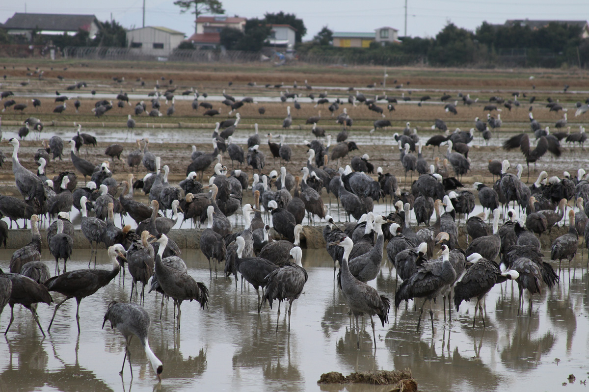 Hooded Crane (Grus monacha)