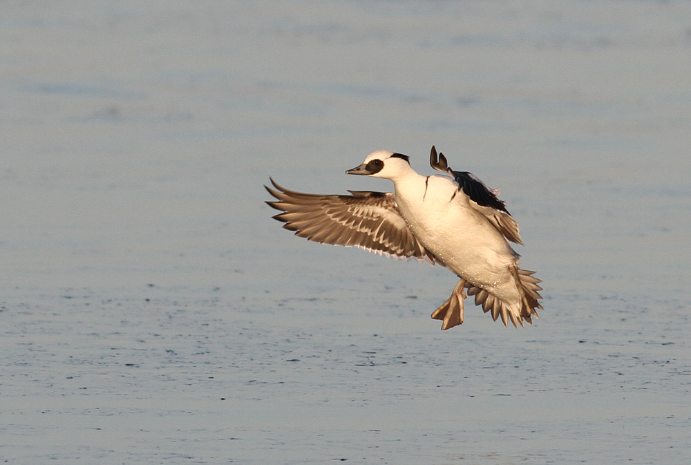 Smew (Mergus albellus)