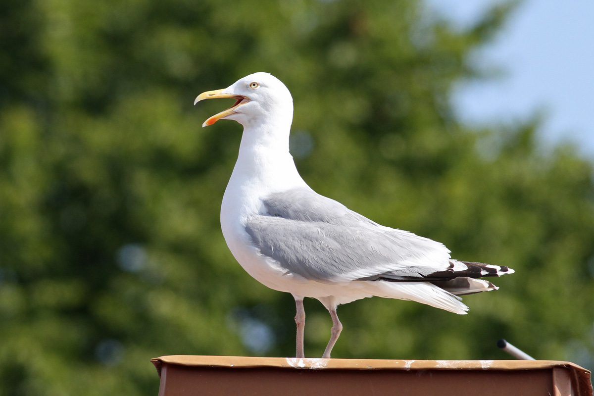 Herring Gull (Larus argentatus) - grtrut