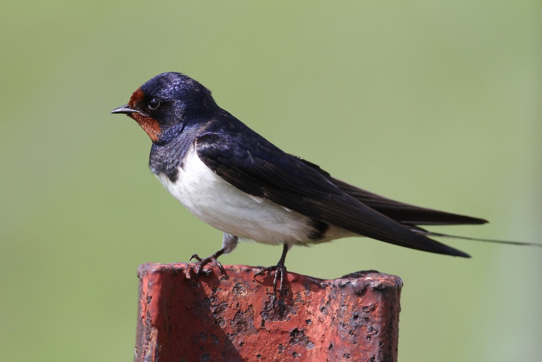 Barn Swallow (Hirundo rustica)