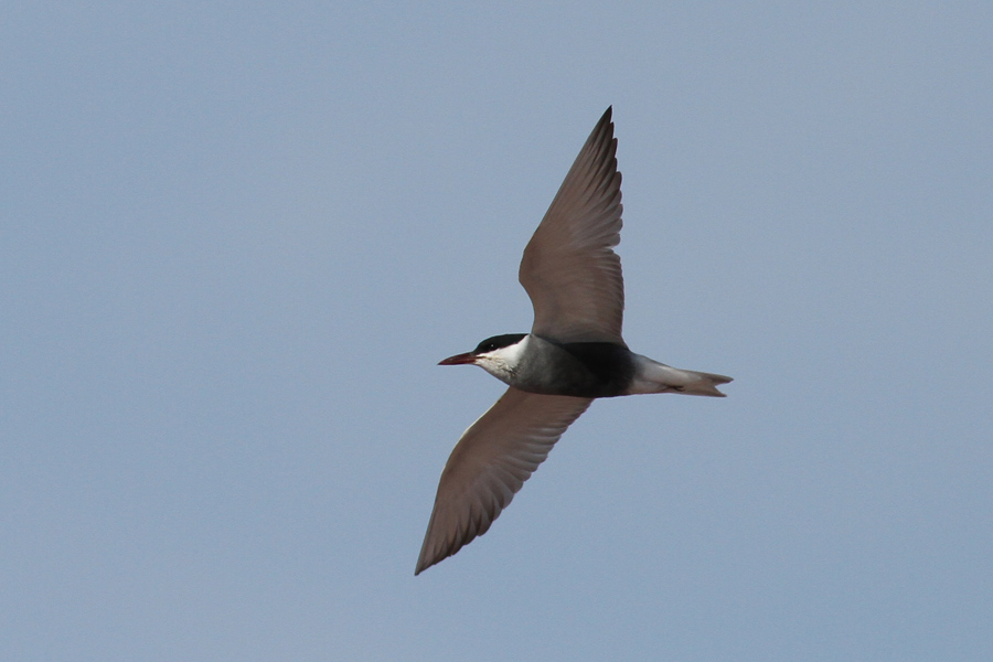 Whiskered Tern (Chlidonias hybrida) - skggtrna