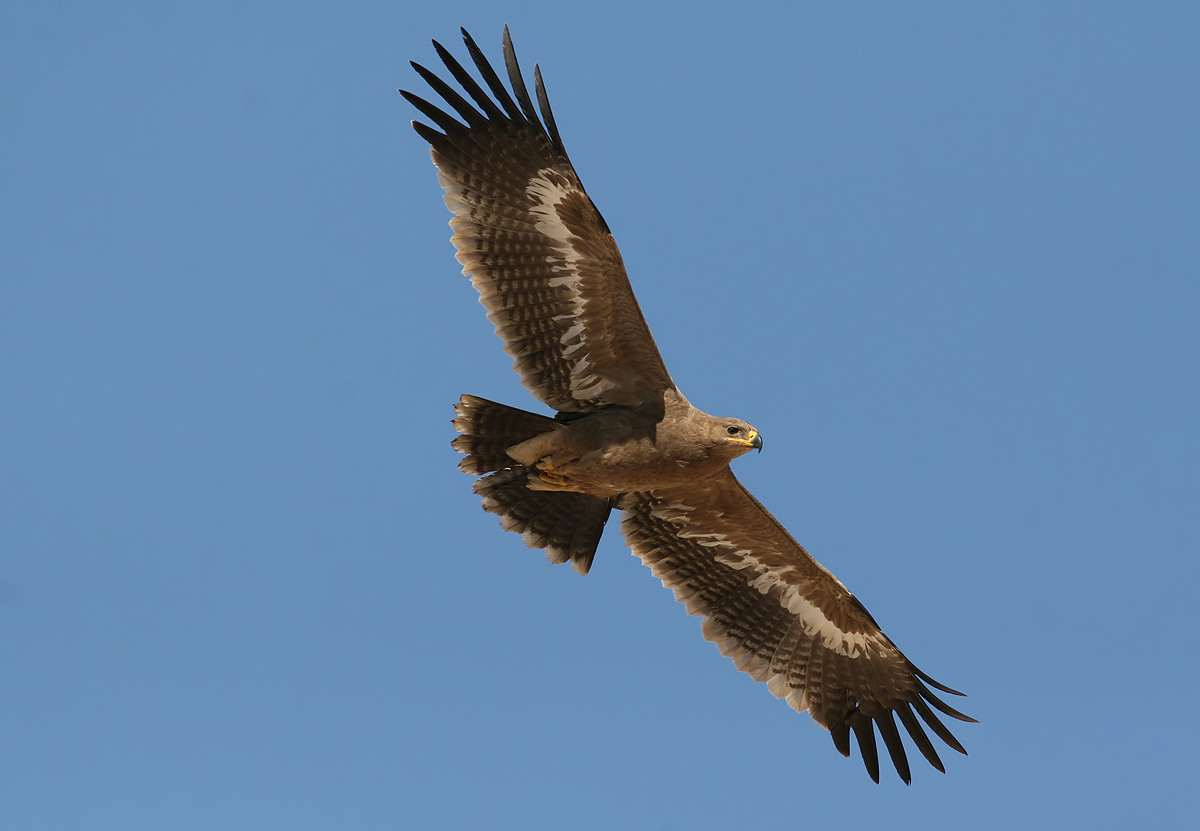 Steppe Eagle (Aquila nipalensis)