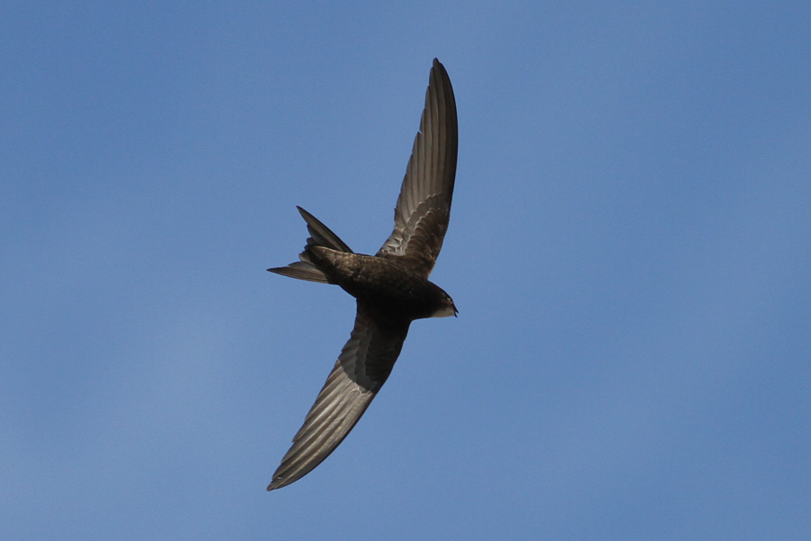 Common Swift (Apus apus) - tornseglare