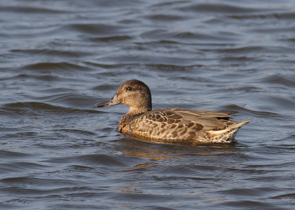 Green-winged Teal (Anas carolinensis) - amerikansk kricka