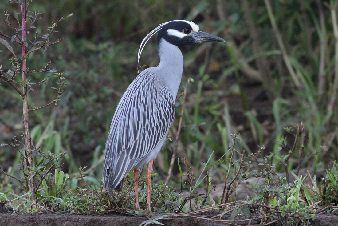 Yellow-Crowned Night Heron (Nycticorax violacea)