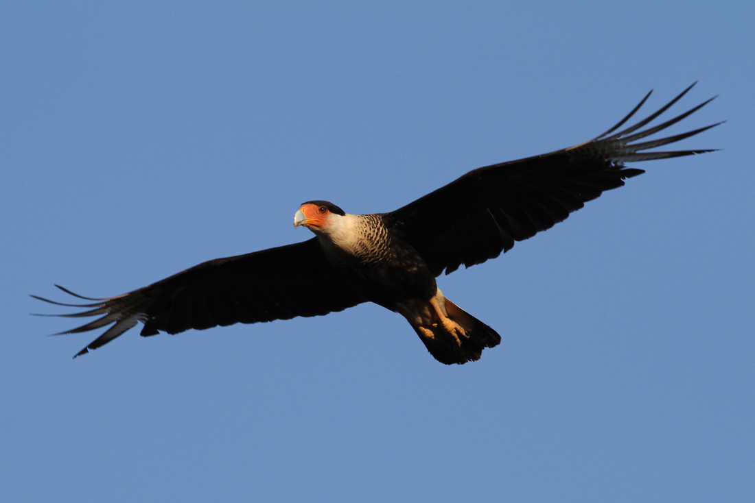 Northern Crested Caracara (Caracara cheriway)