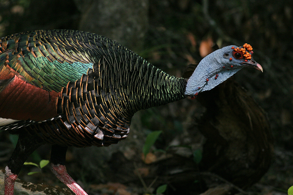 Ocellated Turkey (Meleagris ocellata)