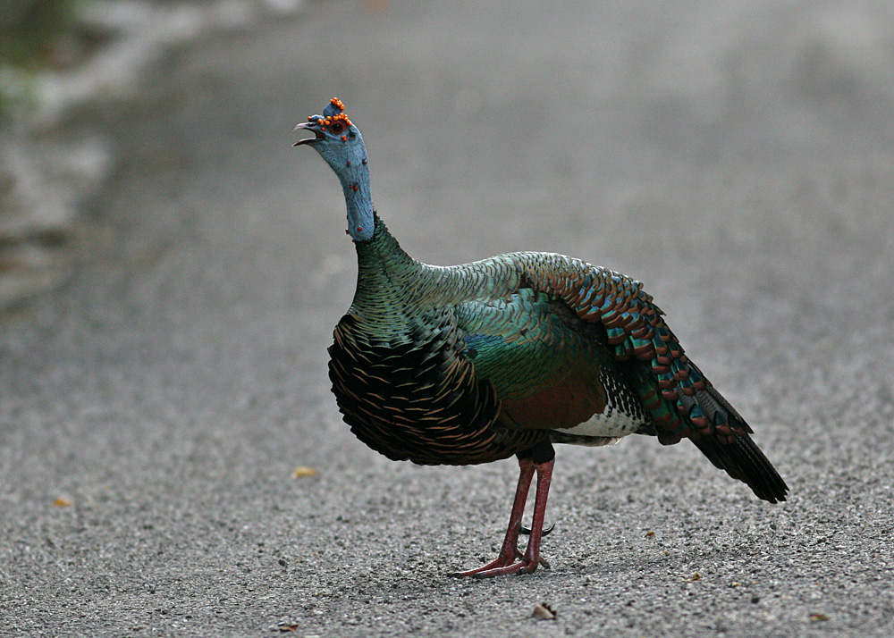 Ocellated Turkey (Meleagris ocellata)