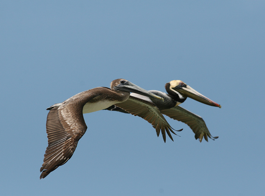 Brown Pelican (Pelecanus occidentalis)