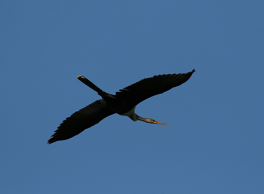 Anhinga (Anhinga anhinga leucogaster)