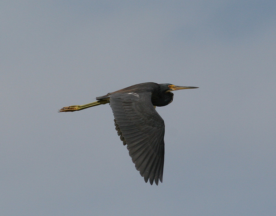 Tricolored Heron (Egretta tricolor)