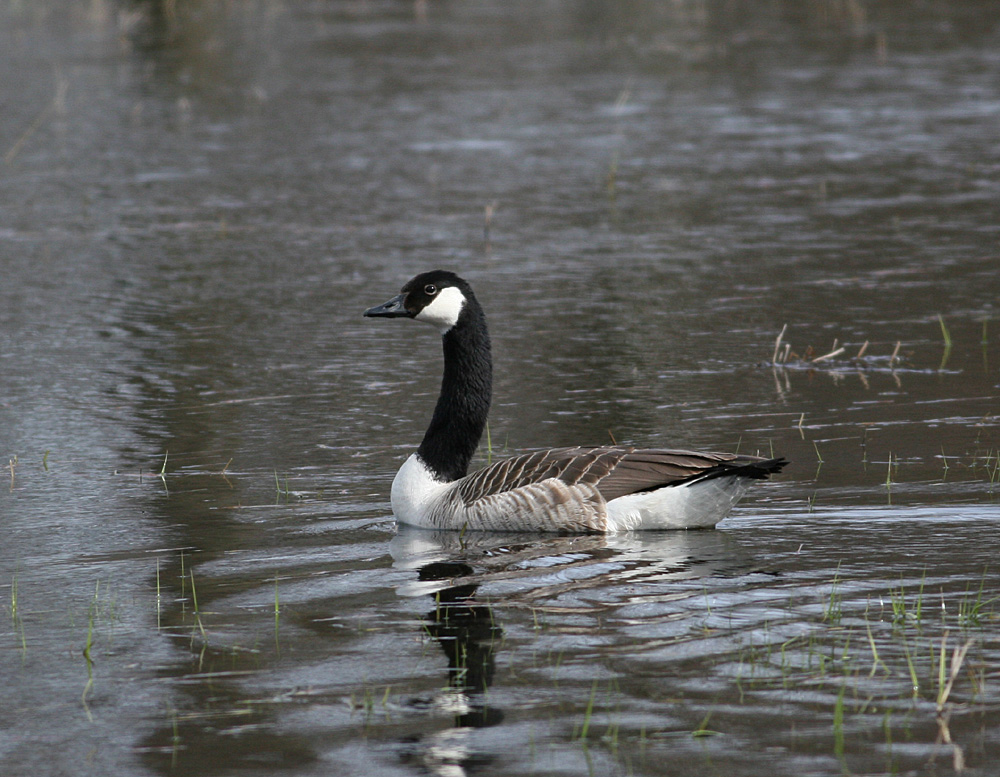 Canada Goose (Branta canadensis)