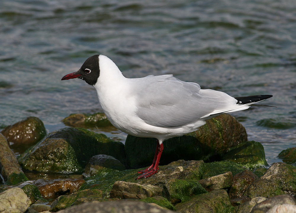 Black-headed Gull (Larus ridibundus) - skrattms