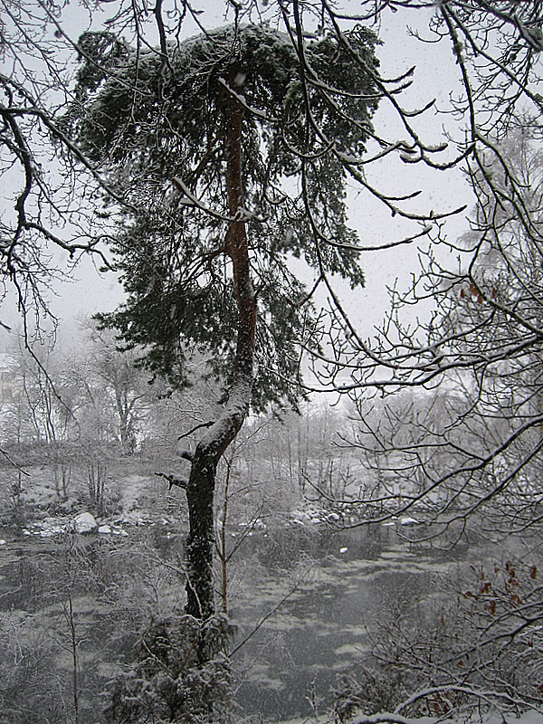 Bent Pine -Potarch