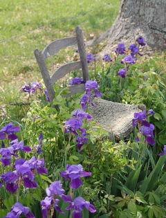 chair_in_the_flowers
