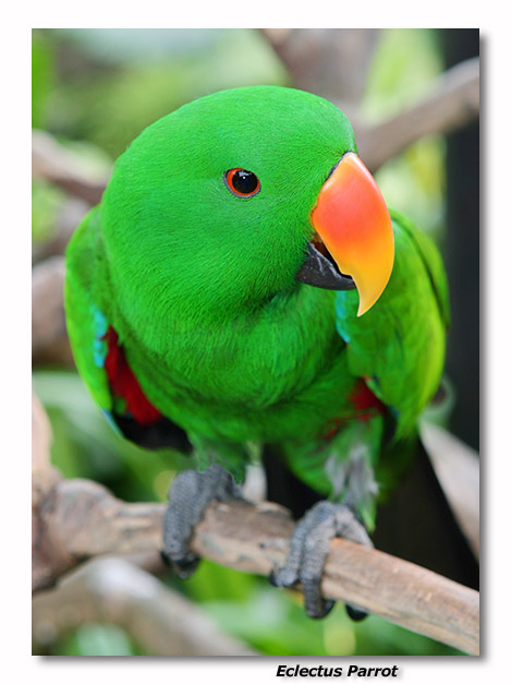 Eclectus Parrot