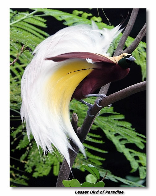 Lesser Bird of Paradise