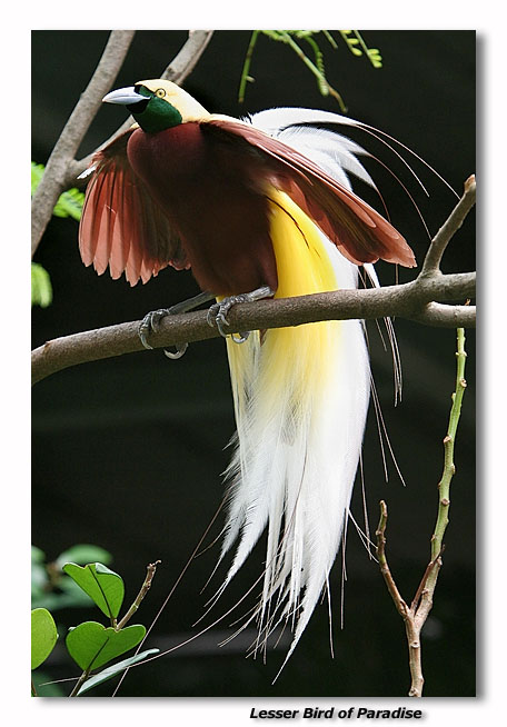 Lesser Bird of Paradise