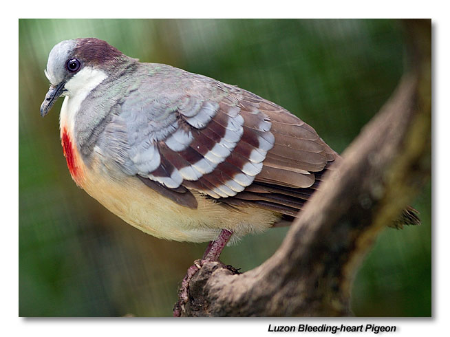 Luzon Bleeding-heart Pigeon