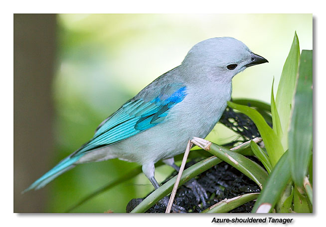 Azure-shouldered Tanager