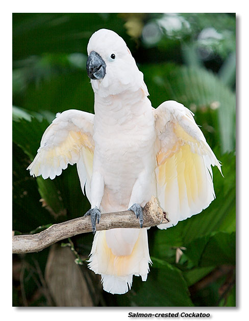 Salmon-crested Cockatoo