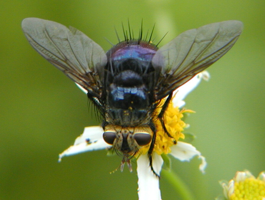 fly with thorns