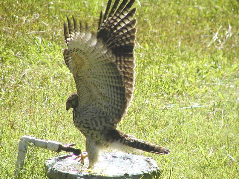 hawk