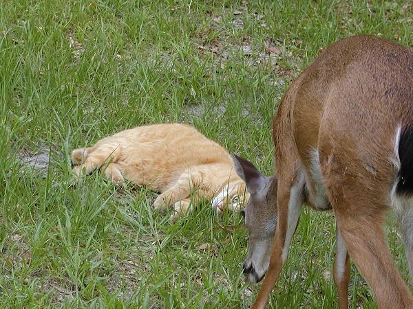 deer about to get slaped